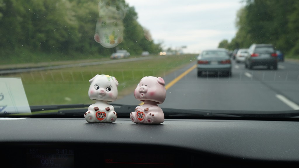 Pigs on Car